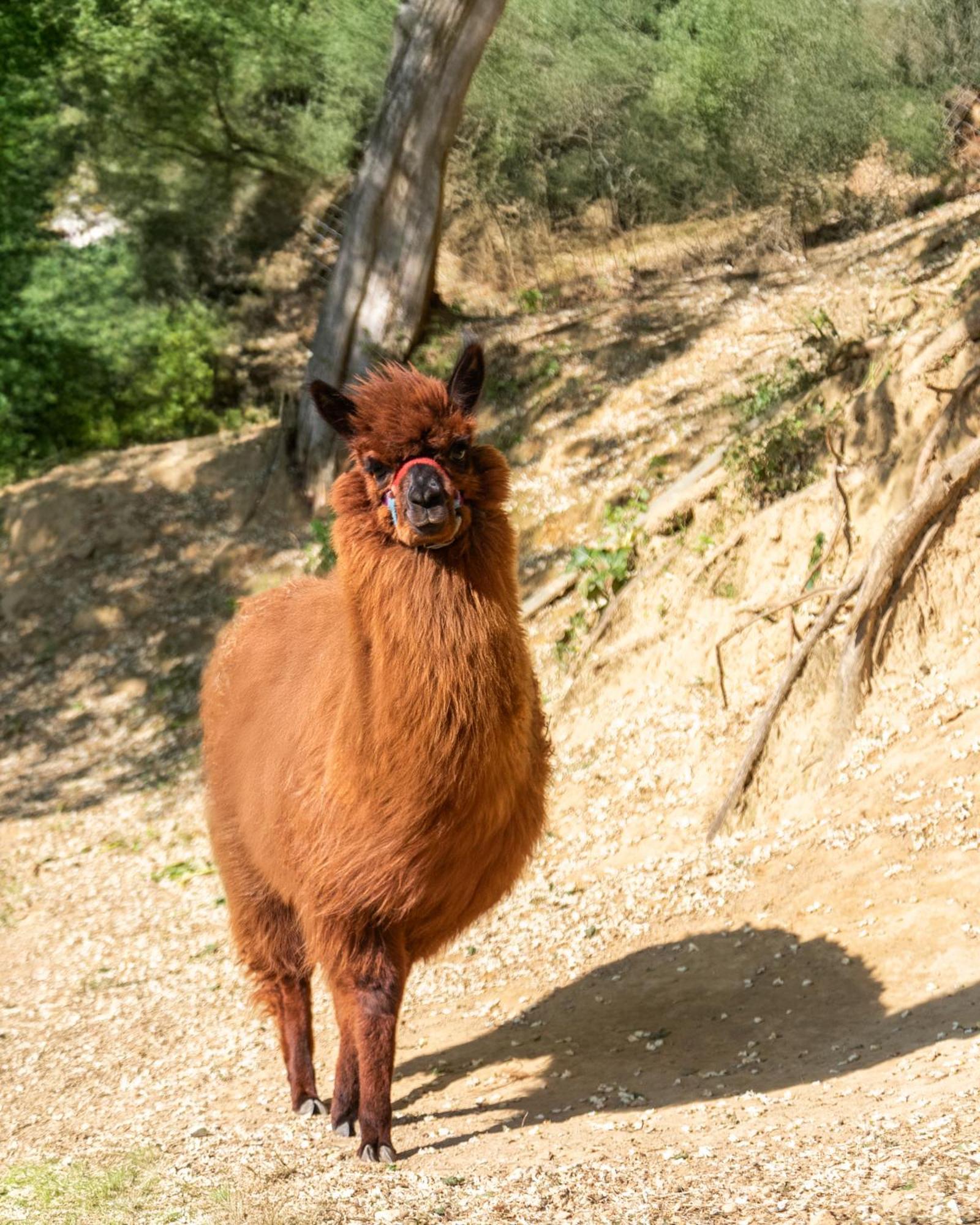 Alpaca Country House Pontedera Buitenkant foto