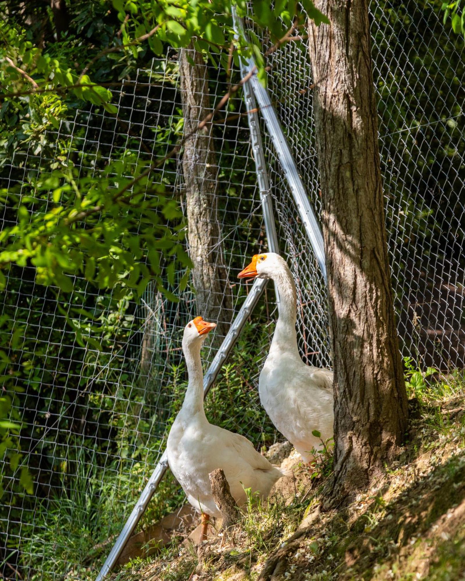 Alpaca Country House Pontedera Buitenkant foto