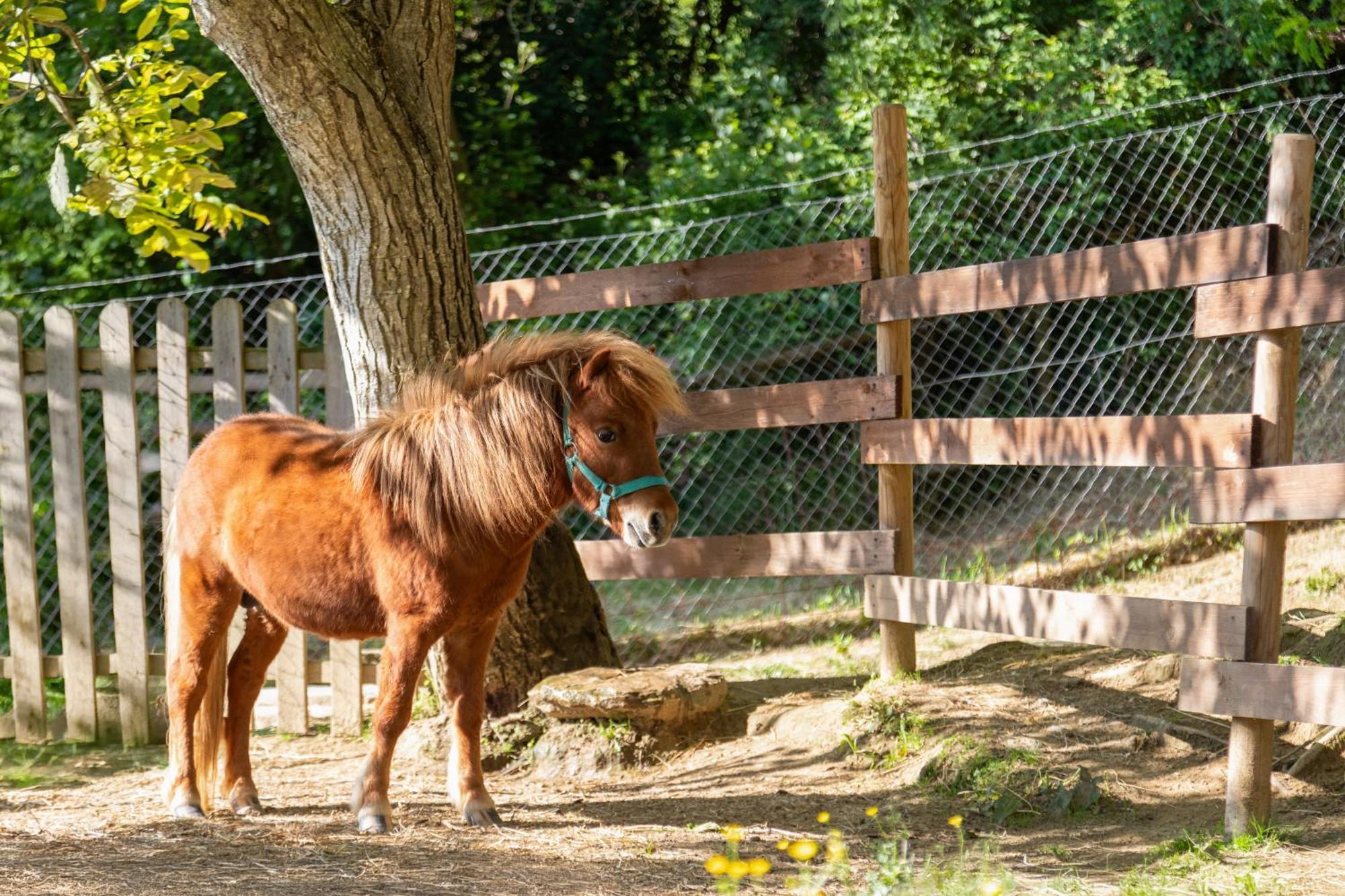 Alpaca Country House Pontedera Buitenkant foto