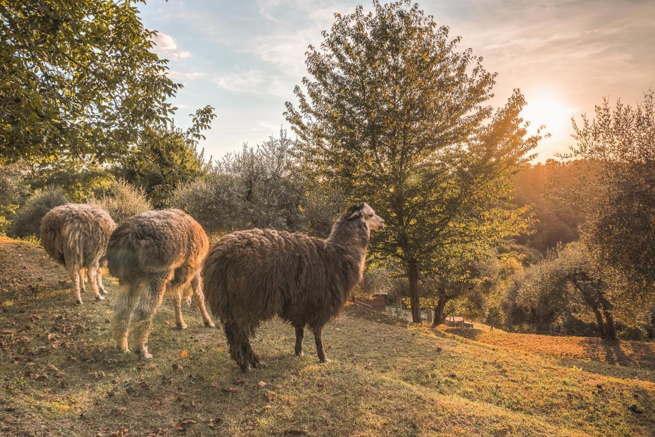Alpaca Country House Pontedera Buitenkant foto